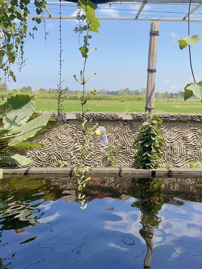 バリ島】世界一高級なコーヒーが飲める農園に行ってきた | Trip.com バリ島