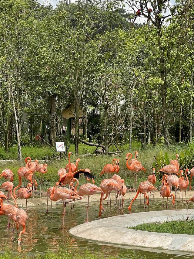 Bird Paradise Singapore