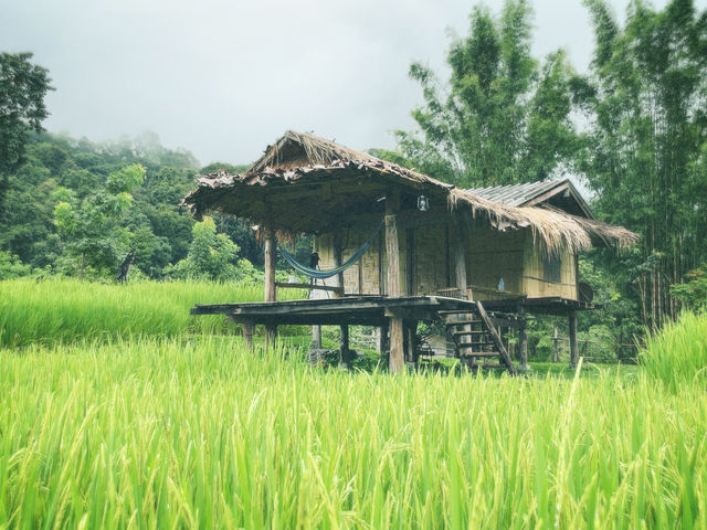 นาขั้นบันได บ้านปางมะโอ จังหวัดเชียงใหม่