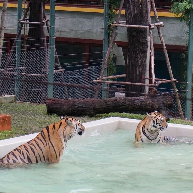 Heart racing experience at tiger kingdom