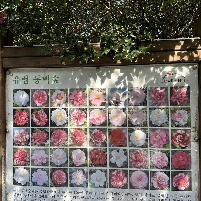🌺🌺Camellia Hill🌺🌺