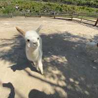 Alpaca World, Korea