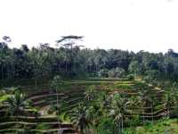 Rice terrace hike