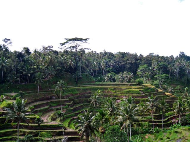 Rice terrace hike