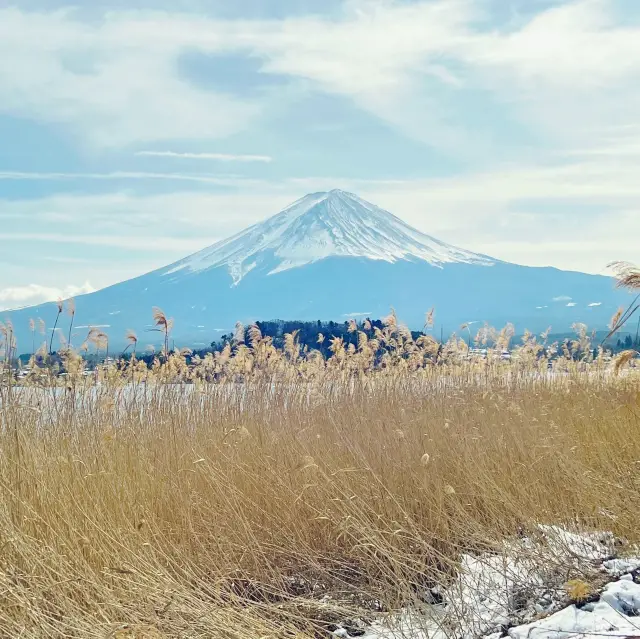 富士山｜河口湖大石公園🗻美味巨峰麝香葡萄冰淇淋