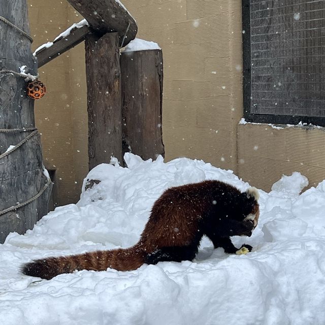 旭山動物園❤️北海道必去景點