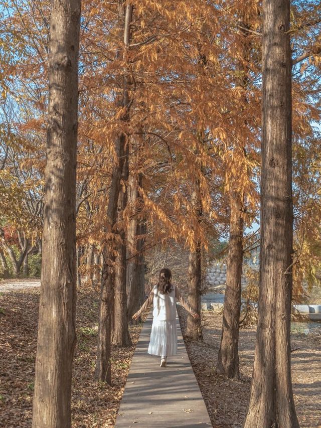 메타세콰이어로 가득한 경주의 힐링 가득한 숲🌲✨ 