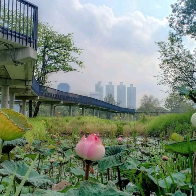 เดินเที่ยว สวนเบญจกิติ กรุงเทพ
