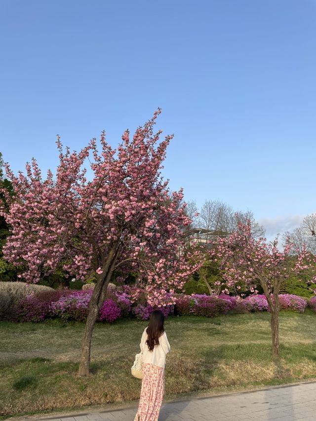 겹벚꽃 막차타러 하남미사경정공원 가요!