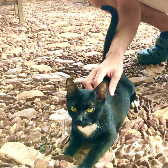 ゆったりと贅沢な一日を過ごす体験【ベランダ ナチュラルリゾート】カンボジア