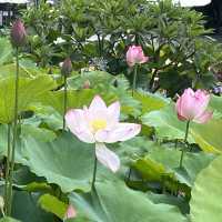 澳門三日兩夜新遊