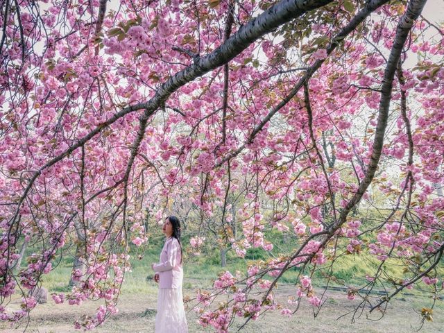슈니발렌을 닮은 겹벚꽃이 한가득, 경주 불국사
