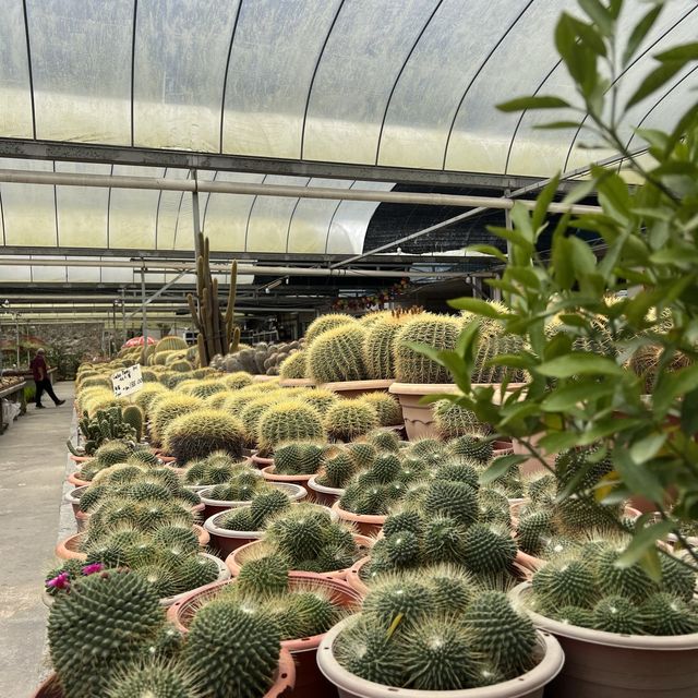 Cameron highlands must see~Cactus valley 