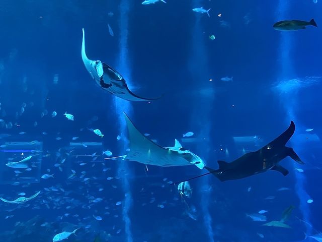 Visit the mantas and sharks and many more!