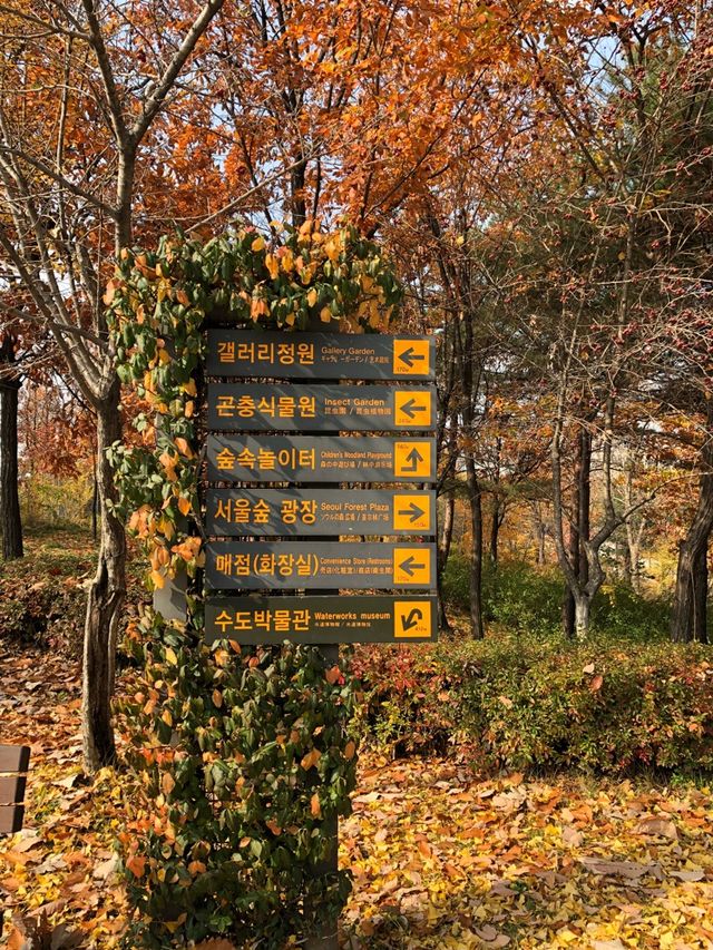one of the prettiest autumn foliage in seoul