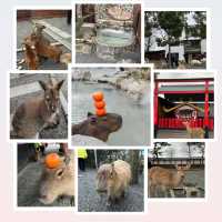 🤩張美阿嬤農場👍小可愛互動樂園🐷🦌🦘 