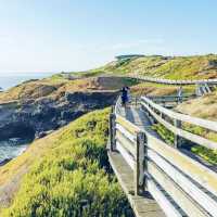 Phillip Island Penguin Parade, Melbourne 🇦🇺