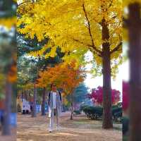 Nami Island Stunning Foliage