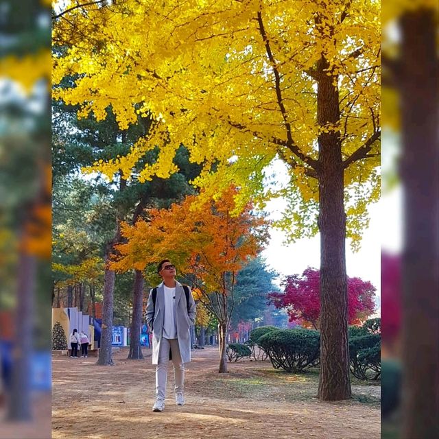 Nami Island Stunning Foliage