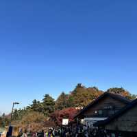 東京紅葉實況