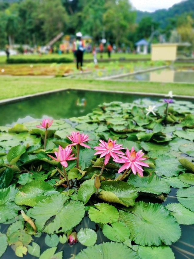 Nature retreats@Penang Botanic Gardens 🌿🦋