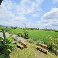 Enjoy a coffee with paddy field view