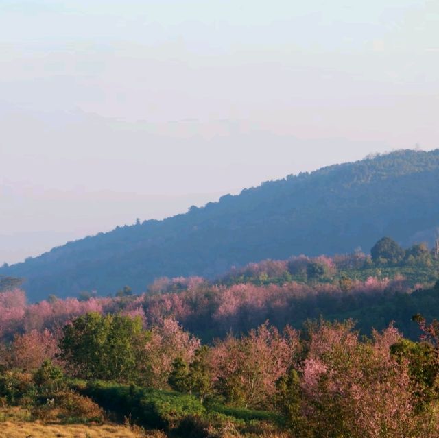 ภูลมโล ภูเขาสีชมพู