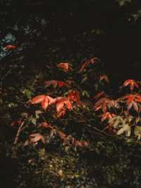 ใบเมเปิ้ลแดงสวยมากเลย 🍁