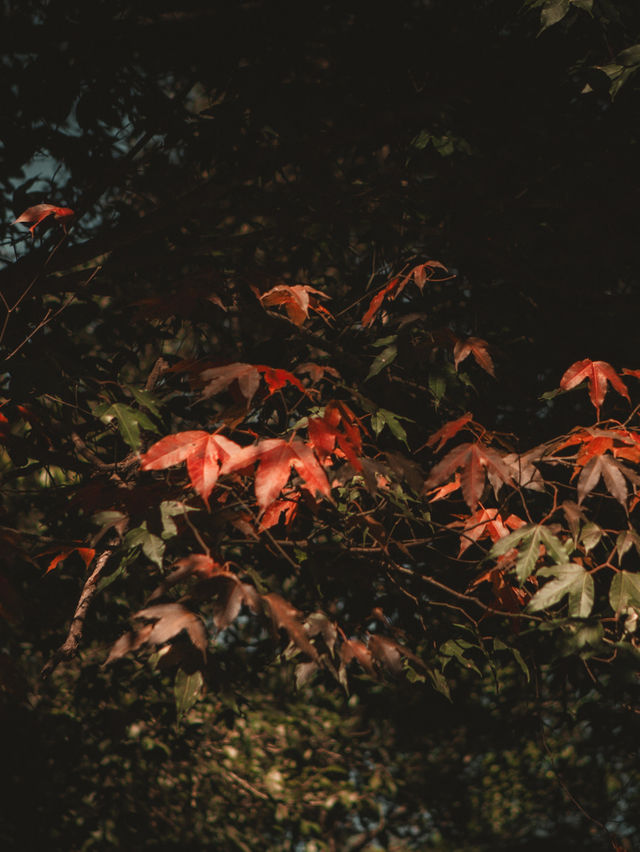 ใบเมเปิ้ลแดงสวยมากเลย 🍁