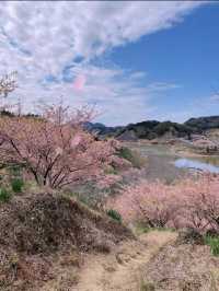 千葉にもある！河津桜の名スポット！佐久間ダム湖