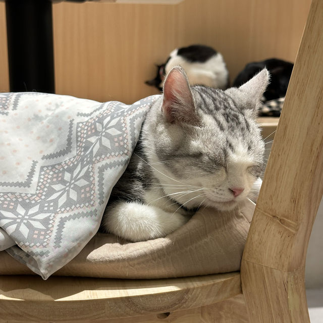 環境寬敞🥰食物美味🐈嘅貓Café
