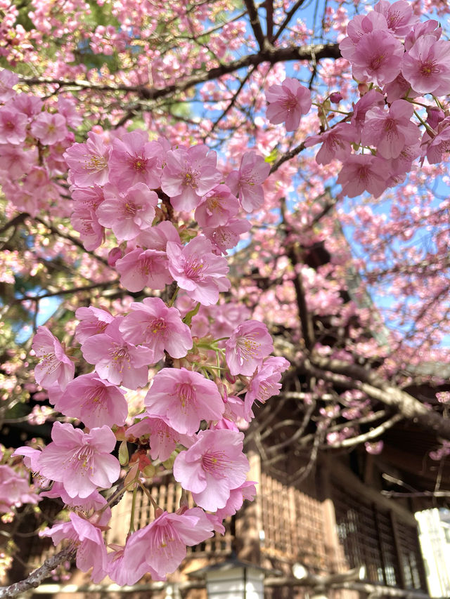 【新宿下落合氷川神社/東京都】歴史深い神社と河津桜