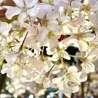 【上野東照宮/東京都】五重塔と桜が美しい神社