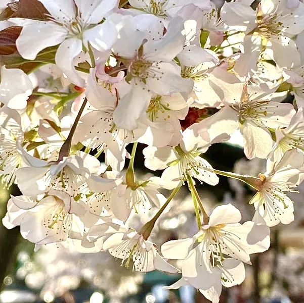 【上野東照宮/東京都】五重塔と桜が美しい神社