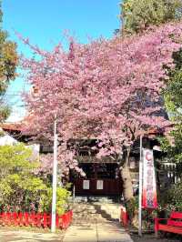 【子安稲荷神社/東京都】満開時は社殿が隠れるほどの河津桜