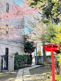 【子安稲荷神社/東京都】満開時は社殿が隠れるほどの河津桜