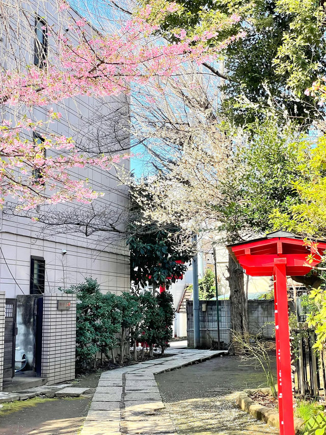【子安稲荷神社/東京都】満開時は社殿が隠れるほどの河津桜