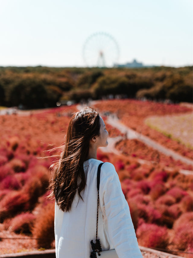 東京景點 | 茨城日立海濱公園