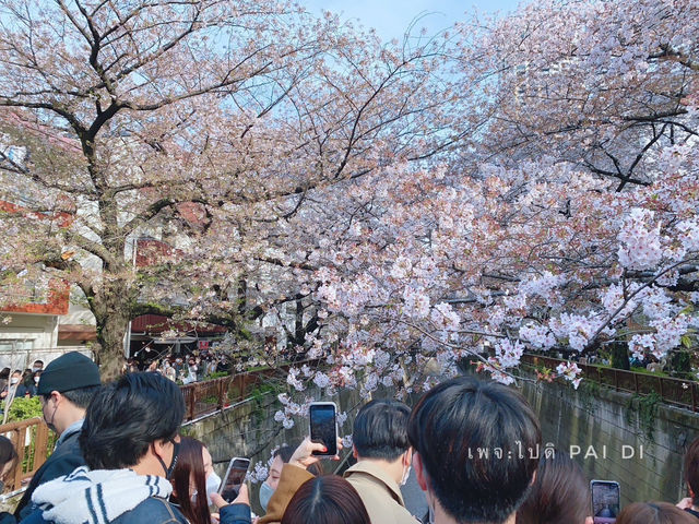 สัมผัสความงามของดอกซากุระริม Meguro River🌸