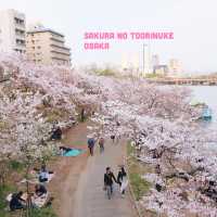 ทางผ่านดอกซากุระ ที่โอซาก้า (Sakura no toorinuke)🌸