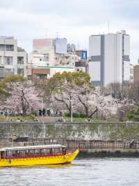 就在淺草！東京最容易去的賞櫻景點、隅田公園