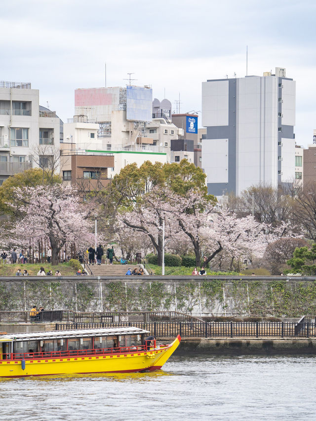 就在淺草！東京最容易去的賞櫻景點、隅田公園