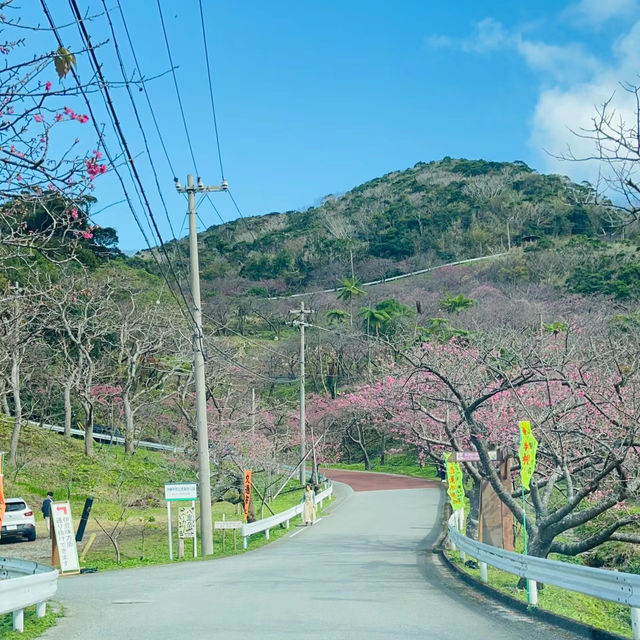 【櫻花2024】花咲山公園：粉色花朵綻放，帶你回憶神話般的山景