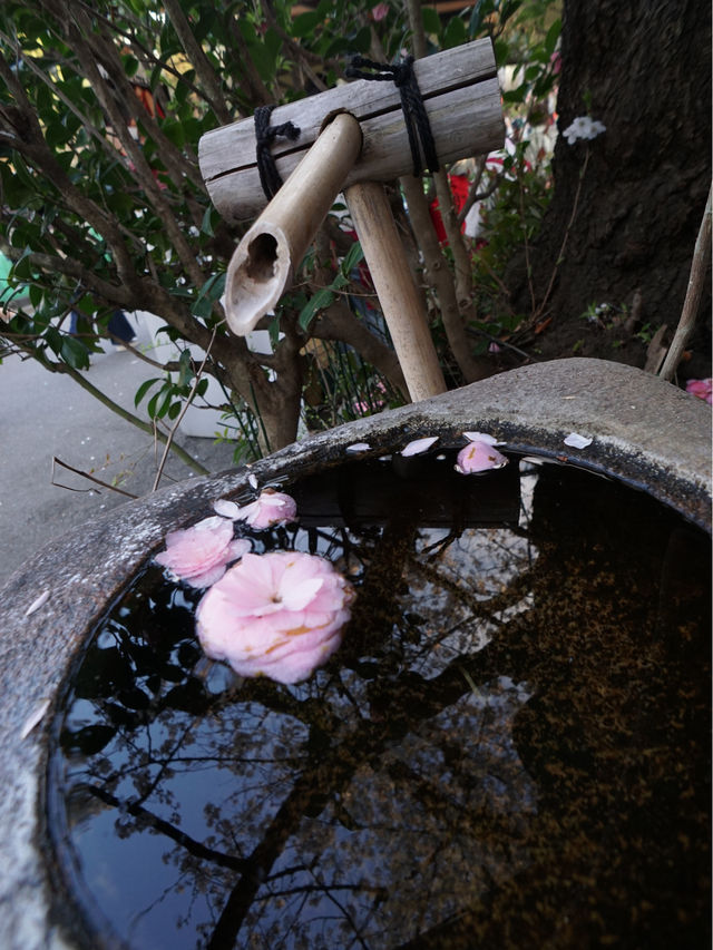 上野公園桜祭り