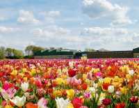 The Tulip Barn