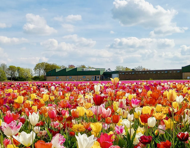 The Tulip Barn