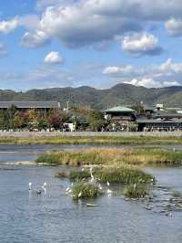 Arashiyama 🌳✨