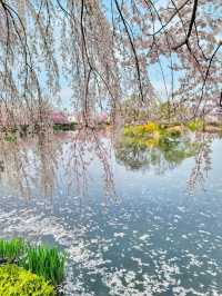 아름다운 벚꽃커튼을 원없이 볼수있는곳🌸
