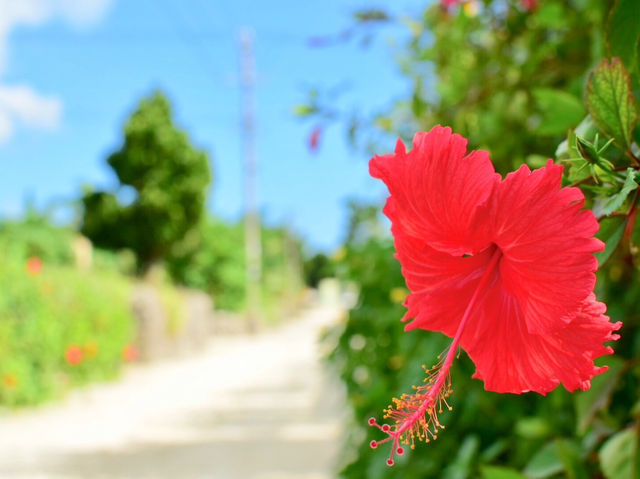 竹富島 沖縄の原風景を楽しむ