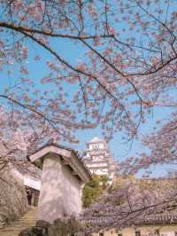 【関西に行くならココ！】関西の桜の名所紹介！🌸✨